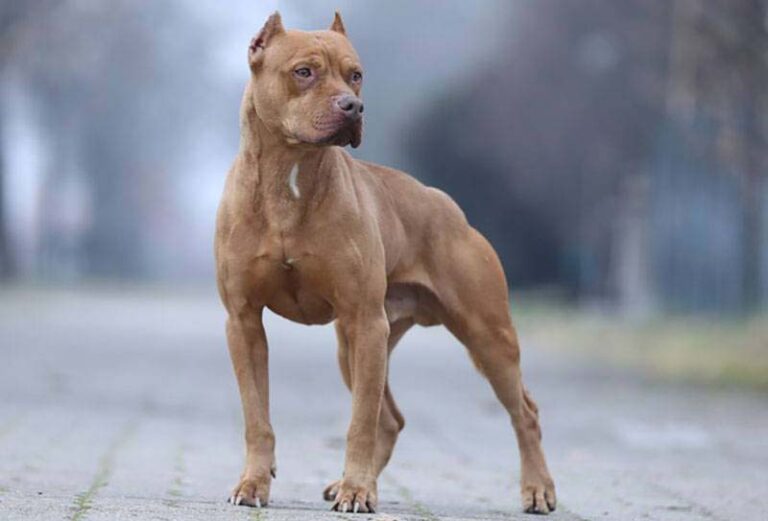 Photo,Of,A,Beautiful,Pitbull,Posing