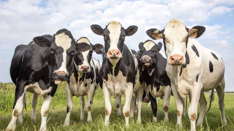 Group of cows together gathering in a field, happy and joyful and a blue cloudy sky.