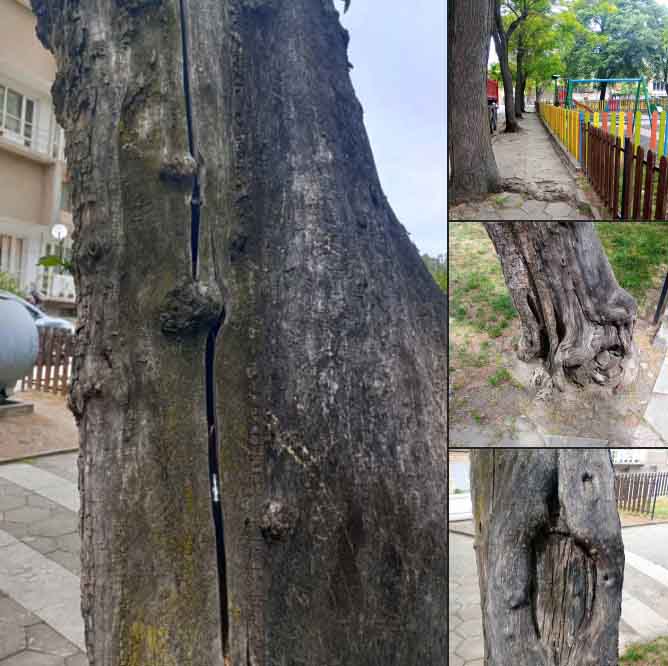 Premahvane na opasni darveta
