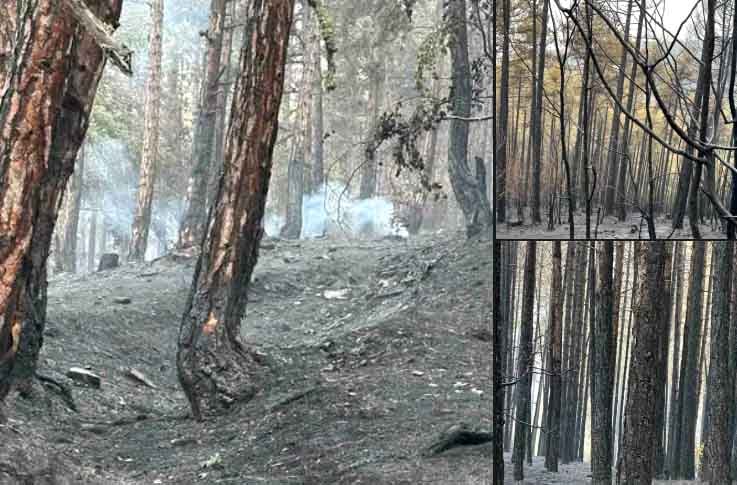 Pojar darveta