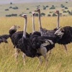 Африкански щраус (Struthio camelus)