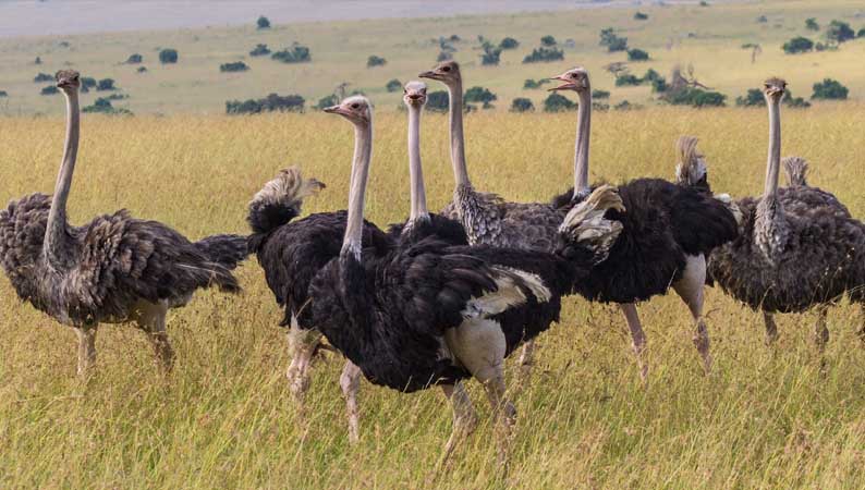 Африкански щраус (Struthio camelus)