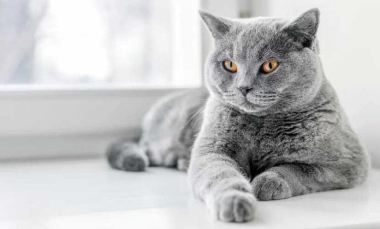 British Shorthair
