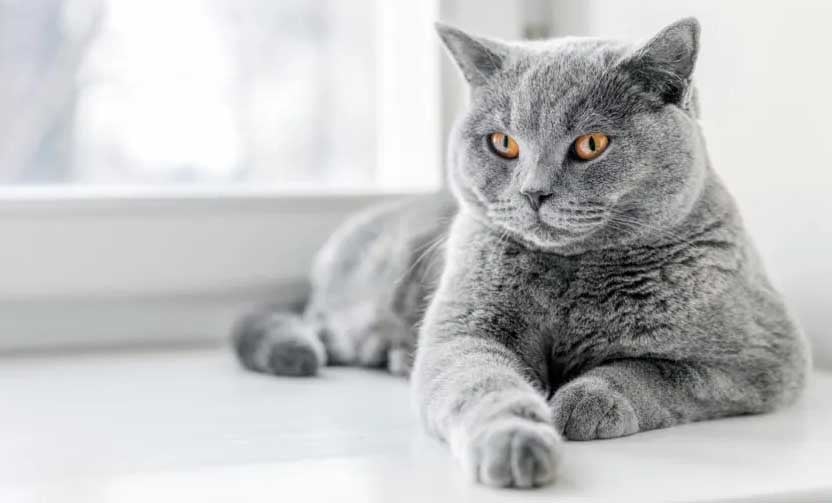 British Shorthair