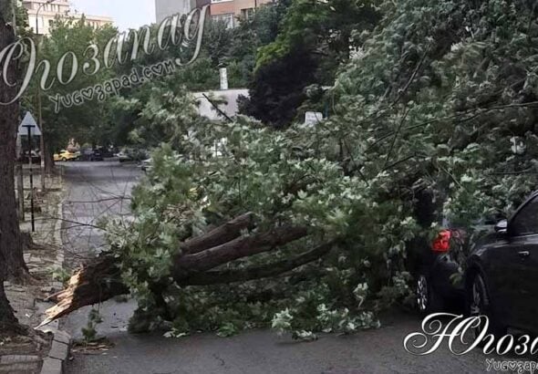 Огромно дърво се стовари върху автомобили в ж.к. „Запад“ в Благоевград, улица е блокирана