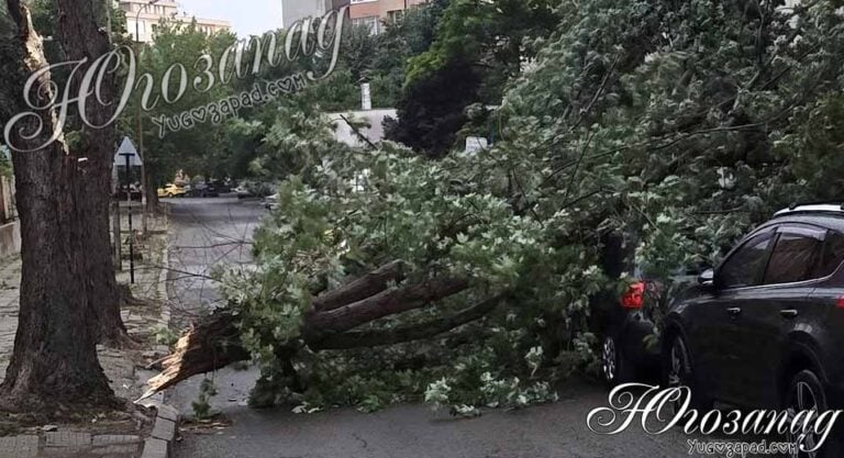 Огромно дърво се стовари върху автомобили в ж.к. „Запад“ в Благоевград, улица е блокирана