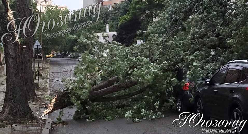 Огромно дърво се стовари върху автомобили в ж.к. „Запад“ в Благоевград, улица е блокирана