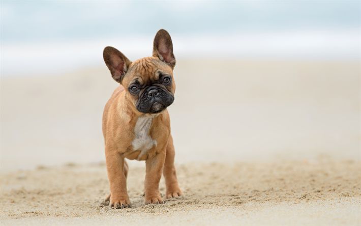 French bulldog